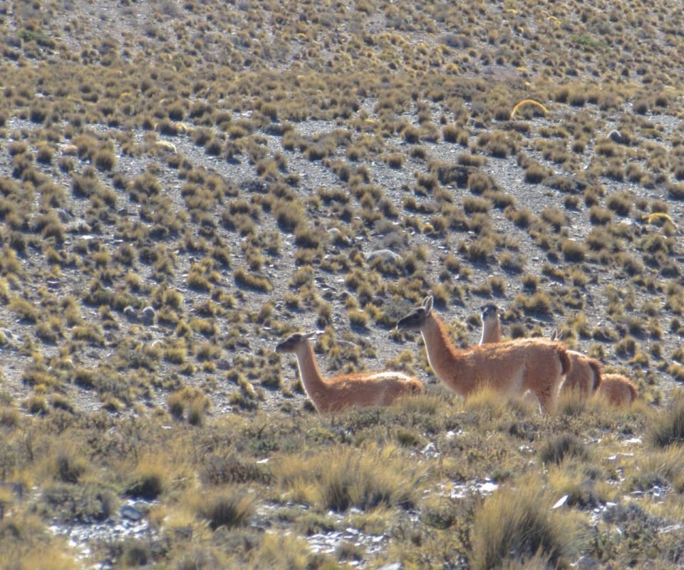 Copia de IMG-20220623-WA0013